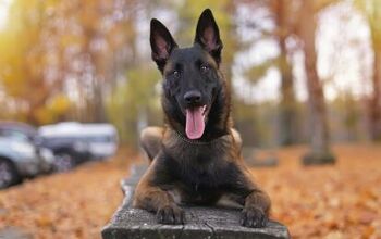 Top 10 Drug Detection Dogs