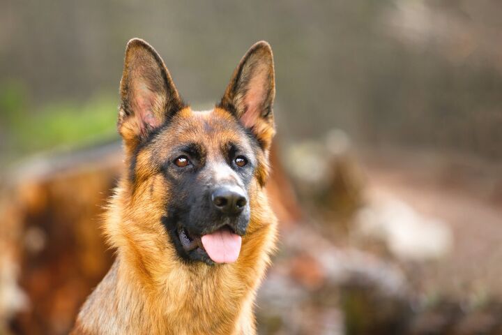 top 10 drug detection dogs, Cloud Bursted Shutterstock