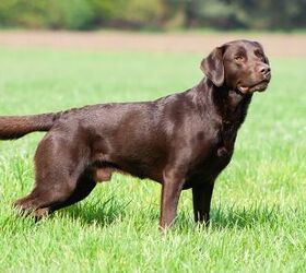 Top 10 Drug Detection Dogs | PetGuide