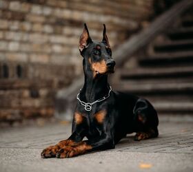 top 10 drug detection dogs, JELIZAVETA KARAKAJA Shutterstock