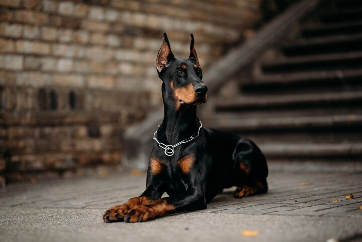 top 10 drug detection dogs, JELIZAVETA KARAKAJA Shutterstock