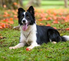top 10 drug detection dogs, Elayne Massaini Shutterstock