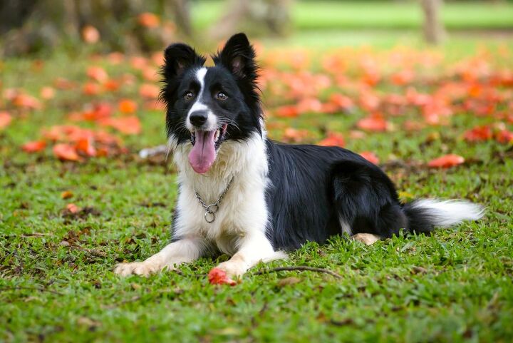 top 10 drug detection dogs, Elayne Massaini Shutterstock