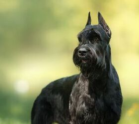 top 10 drug detection dogs, dezy Shutterstock