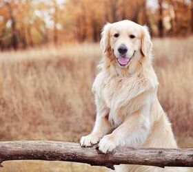 top 10 drug detection dogs, Kasefoto Shutterstock