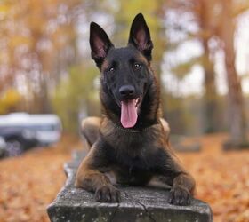 top 10 drug detection dogs, Eudyptula Shutterstock