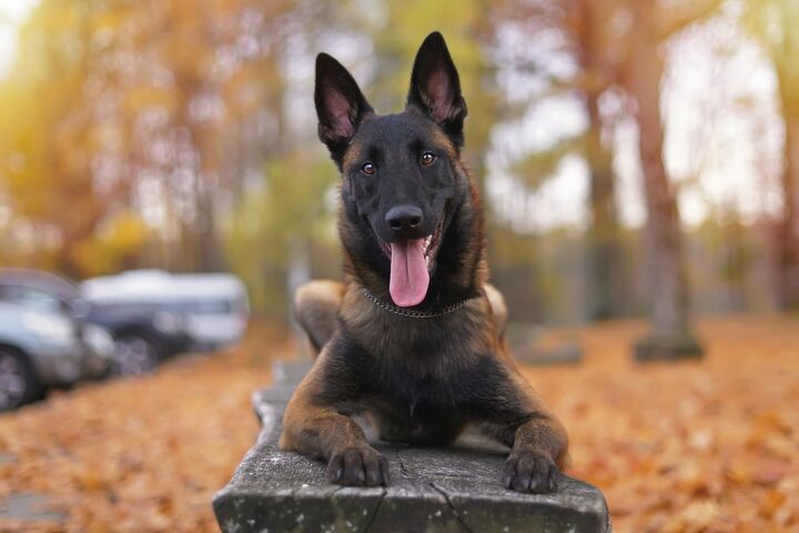 top 10 drug detection dogs, Eudyptula Shutterstock