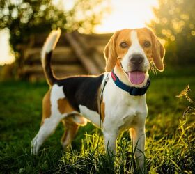 top 10 drug detection dogs, Przemek Iciak Shutterstock
