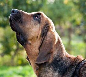top 10 drug detection dogs, Anna Tronova Shutterstock