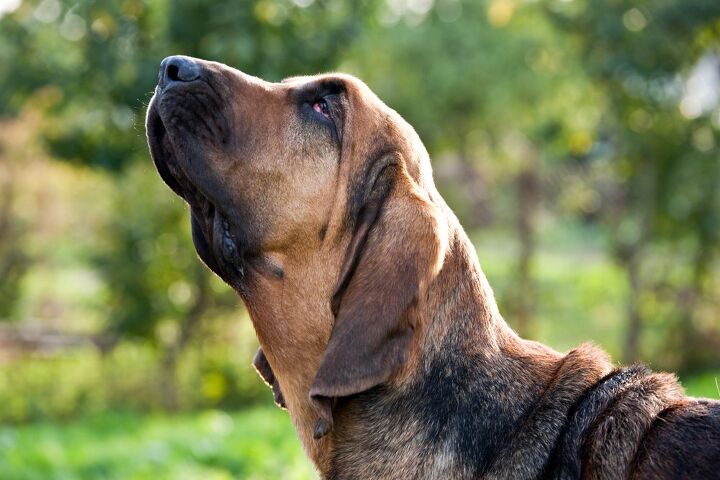 top 10 drug detection dogs, Anna Tronova Shutterstock