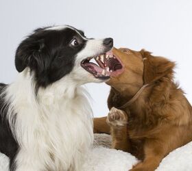 ask the animal communicator i dont think my pets like each other, Jne Valokuvaus Shutterstock