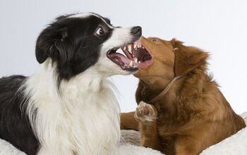 Ask the Animal Communicator: I Don’t Think My Pets Like Each Other