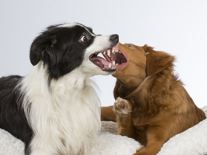 ask the animal communicator i dont think my pets like each other, Jne Valokuvaus Shutterstock