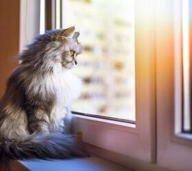 Ask the Animal Communicator: My Indoor Cat Wants To Go Outside