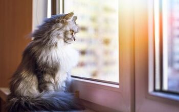 Ask the Animal Communicator: My Indoor Cat Wants To Go Outside