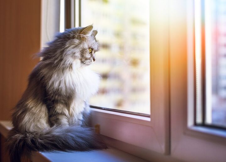 ask the animal communicator my indoor cat wants to go outside, lkoimages Shutterstock
