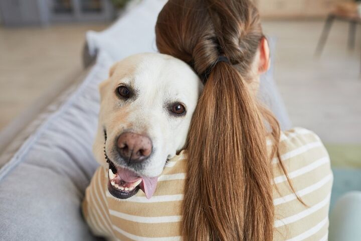 top 10 clingy dog breeds, SeventyFour Shutterstock