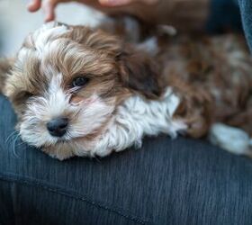 top 10 clingy dog breeds, Likee68 Shutterstock