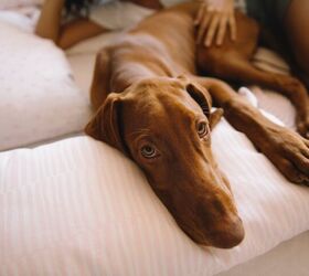 top 10 clingy dog breeds, Just Life Shutterstock