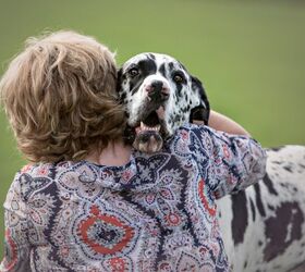 top 10 clingy dog breeds, Victoria Rak Shutterstock