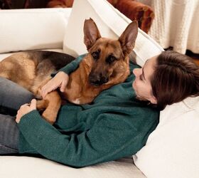 top 10 clingy dog breeds, SB Arts Media Shutterstock