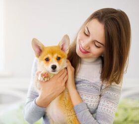 top 10 clingy dog breeds, AntonMaltsev Shutterstock