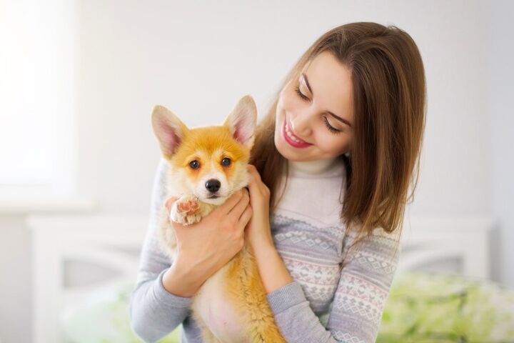 top 10 clingy dog breeds, AntonMaltsev Shutterstock