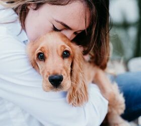 top 10 clingy dog breeds, eva blanco Shutterstock