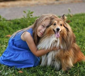 top 10 clingy dog breeds, Vagengeim Shutterstock