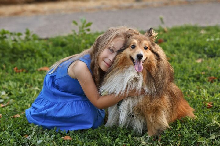 top 10 clingy dog breeds, Vagengeim Shutterstock