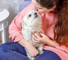 top 10 clingy dog breeds, KatMoy Shutterstock