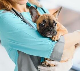 how to prepare for unexpected vet bills, Hryshchyshen Serhii Shutterstock