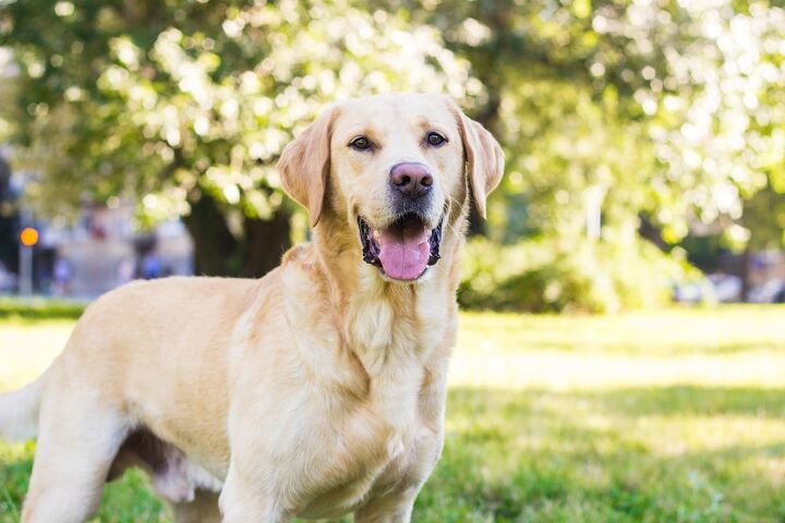 top 10 crisis response dog breeds, sanjagrujic Shutterstock