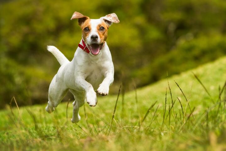 top 10 crisis response dog breeds, Ammit Jack Shutterstock