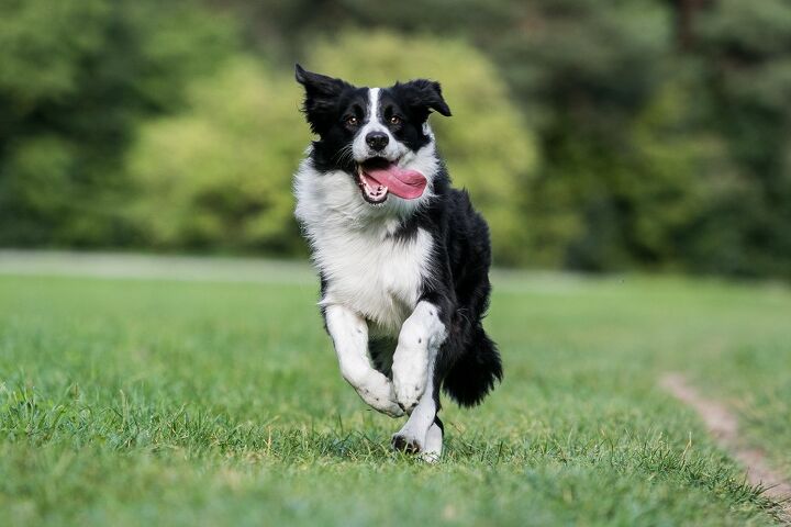 top 10 crisis response dog breeds, Aneta Jungerova Shutterstock