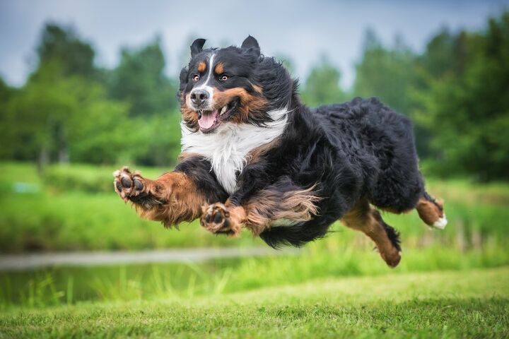 top 10 crisis response dog breeds, Rita Kochmarjova Shutterstock