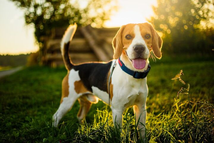 top 10 crisis response dog breeds, Przemek Iciak Shutterstock