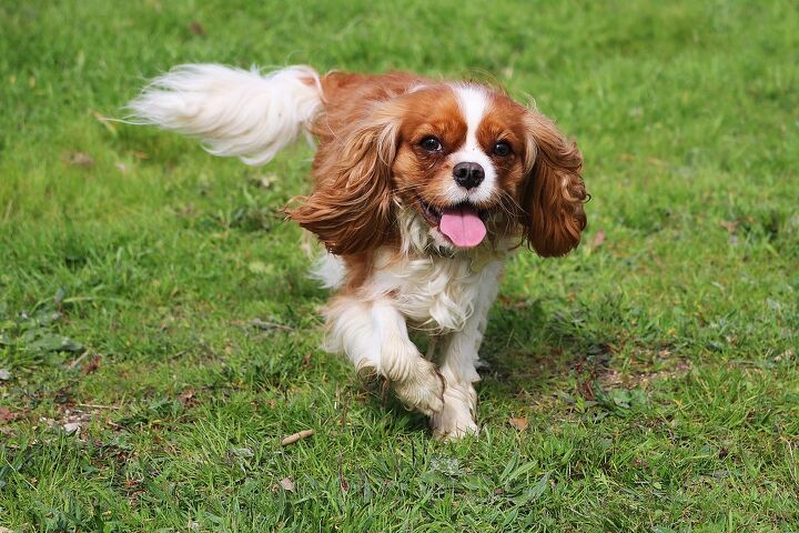 top 10 crisis response dog breeds, Hollysdogs Shutterstock