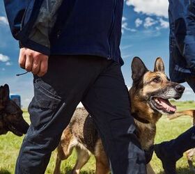 What Are Festival Sniffer Dogs?