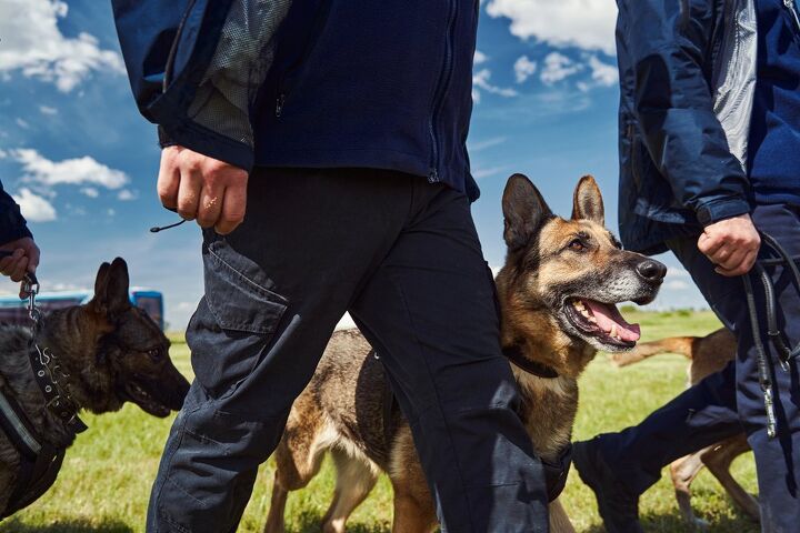 what are festival sniffer dogs, Svitlana Hulko Shutterstock