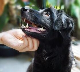 Study Says Dogs Can Detect Stress In Their People
