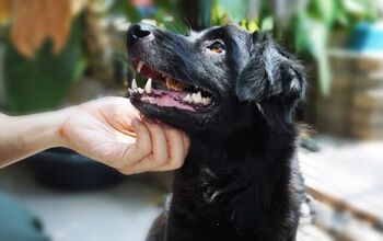 Study Says Dogs Can Detect Stress In Their People