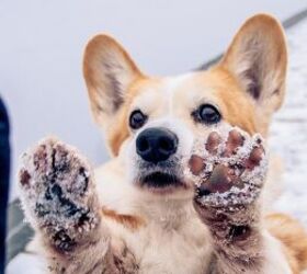 How To Get Snowballs Out Of Your Dog's Fur