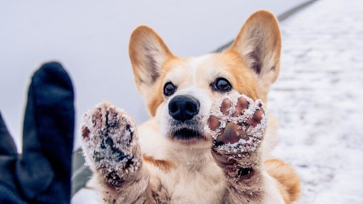 how to get snowballs out of your dog s fur, Elisabeth Abramova Shutterstock