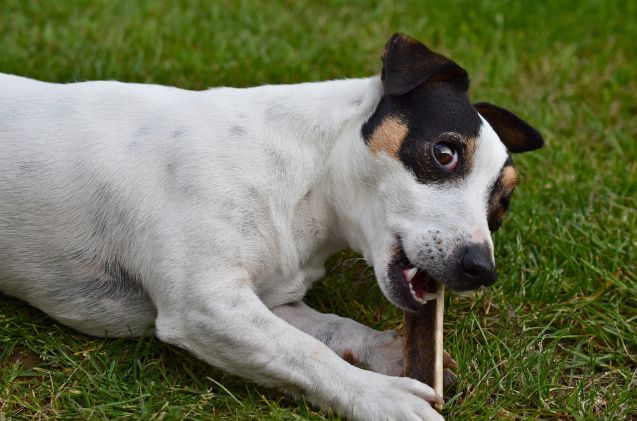 Best Antlers for Dogs