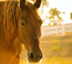 best horses for western riding, Kelly Forrister unsplash