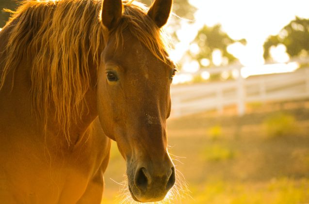 best horses for western riding, Kelly Forrister unsplash
