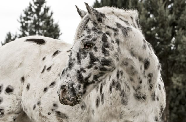 best horses for western riding, B Snuffleupagus pixabay
