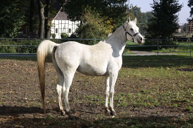 best horses for western riding, Jens P Raak pixabay