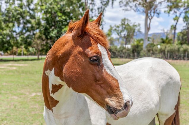 best horses for western riding, robertwaghorn pixabay